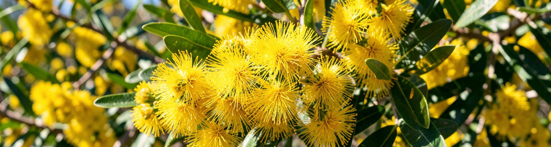 Golden wattle, Australia’s national floral emblem